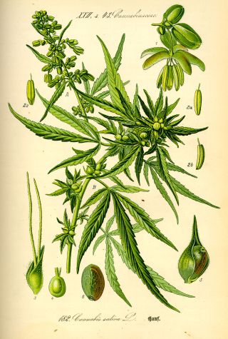 Konopí seté (Cannabis sativa)